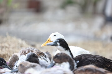 Fototapeta premium ducks in a pool of water