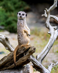 Meerkat - small animal with a long tail stands on a log © Piotr