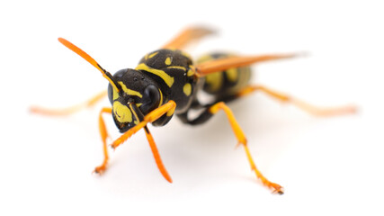 Wasp isolated on white background, macro close up