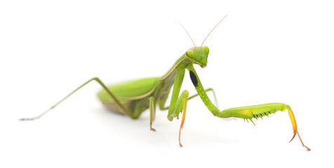 Praying mantis isolated on white background