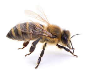 Bee isolated on white background