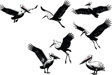 Pelican and stork silhouettes in various poses, including flying and standing, for wildlife, nature, and birdwatching themed designs and illustrations.