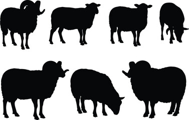 A flock of sheep silhouettes on a white background, perfect for farmers, butchers, and agricultural marketing materials.