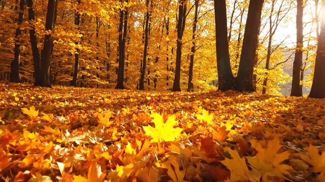 Eye Level View of Vivid Maple Leaves Blanketing an Autumn Forest Floor Bathed in Warm Sunlight and Trees with Yellow and Orange Foliage Displaying Seasonal Woodland Beauty and Tranquil Natural
