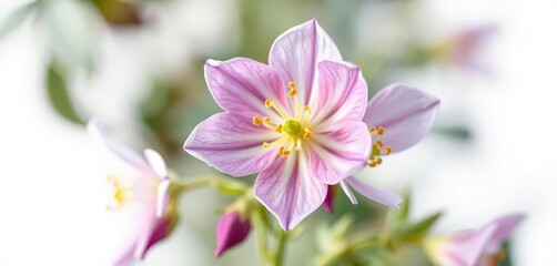 Obraz premium Delicate aquilegia bloom, vibrant petals, isolated on white, nature, close-up, elegant