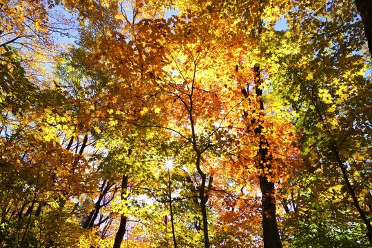 Feuillage des arbres orange et jaune &agrave; l'automne sous le soleil dans une for&ecirc;t 