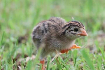 baby chicken in grass