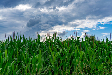 Cornfield at full growth green crop leaves agriculture rural landscape natural cloudy sky summer scenery food production.