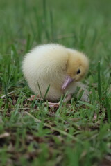 baby duck and ducklings