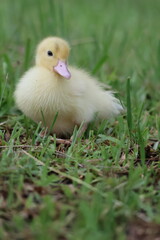 baby duck and ducklings