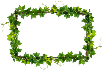 Green leaf vine frame nature border plant foliage background organic texture rectangular shape high contrast isolated image