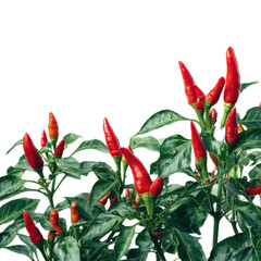 Bunch of red peppers are growing on a plant