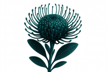 Detailed illustration of a turquoise pincushion protea flower blooming, isolated on a transparent background