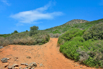 Landscape with shrubby Mediterranean vegetation in a type of macchia on the Crete Island, Greece 
