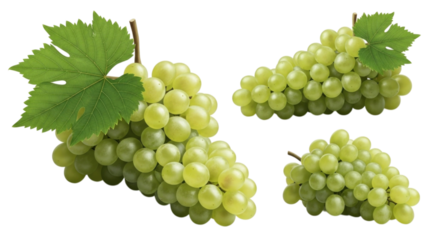 Fresh green grapes on vine with leaves, isolated cutout PNG, transparent background, cutout PNG