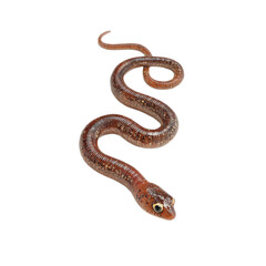 Fototapeta premium Snake is curled up on a white background