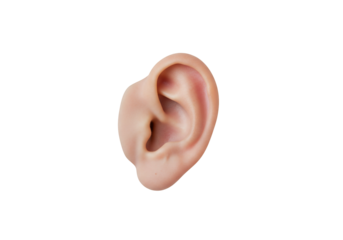 Human ear anatomy closeup view isolated on transparent background medical healthcare education