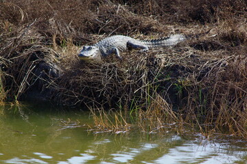 alligator in the swamp