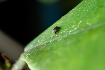 Tiny Hairy Beetle Larva on a Green Leaf