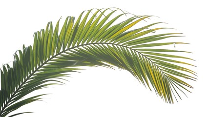 Obraz premium Elegant Palm Frond Isolated on White Background Showcasing Tropical Greenery and Delicate Veins for Botanical Designs and Decorative Elements with Copy Space