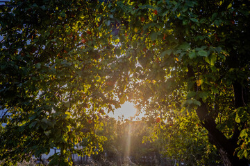 Sunlight filtering through dense fruit tree foliage in a peaceful orchard during golden hour in...