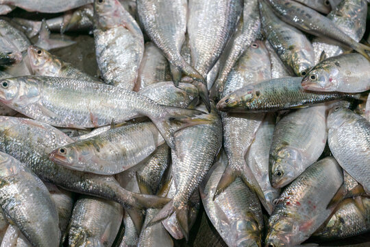 Huge quantity of hilsa arrives at Fisheryghat in Chittagong, Bangladesh. Chittagong fishmarket the largest wholesale market of Hilsha in Bangladesh. Locally known as Ilish, national fish of bangladesh