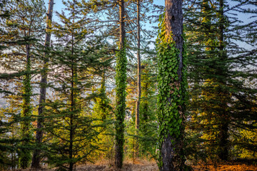 Fototapeta premium Pine forest in Başiskele, Kocaeli, Türkiye, with tree trunks covered in green ivy, bathed in warm golden sunlight.