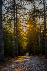 Cobblestone path through a dense pine forest illuminated by warm golden sunlight in Başiskele, Kocaeli, Türkiye.