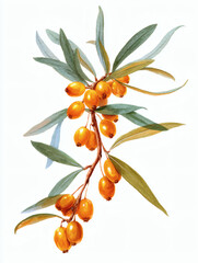 Hippophae berries watercolor. Branch Hippophae berries with green leaves. Hippophae berries, AI Generated
