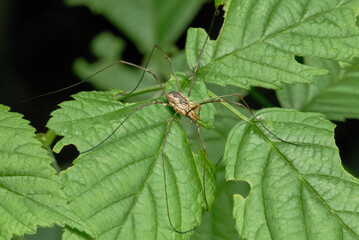 Phalangium opilio, harvestman on leaf, close up