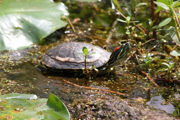 turtle in the pond