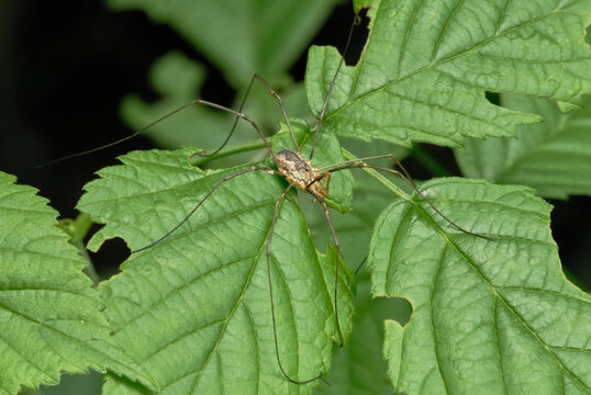 Phalangium opilio, harvestman on leaf, close up