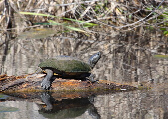 Fototapeta premium turtle in the pond