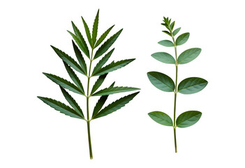 Naklejka premium Green Fern Leaves with Transparent Background, Nature Cutout for Web Design