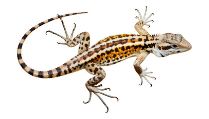 Obraz premium Orange and Black Leopard Gecko on Transparent Background, High-Resolution Graphic for Web Design