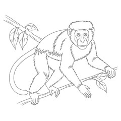 Fototapeta premium Cute Anime Colobus Monkey Coloring Page for Kids Printable Primate Animal Fun Activity