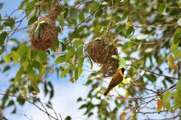 Yellow Masked Weaver bird, Namibia