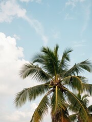 Lush palm trees against a blue sky tropical paradise nature photography outdoor serenity aesthetic viewpoint