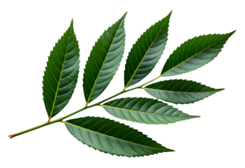 Vibrant Green Leaf Arrangement with Transparent Background, High-Resolution Cutout for Web Design