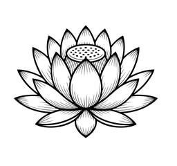 lotus flower isolated on white background