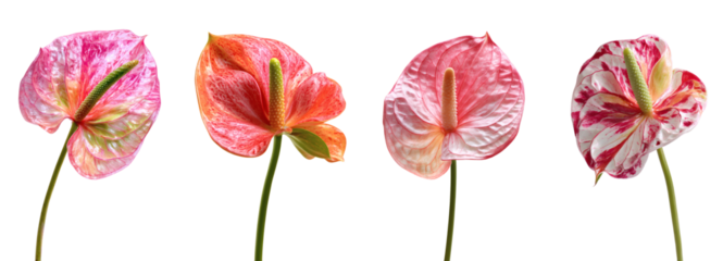 Four vibrant Anthurium flowers in a row, showcasing pink, red, and variegated patterns against a deep black background PNG set Transparent background