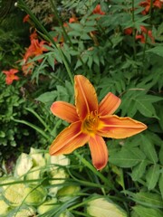 orange tiger lily