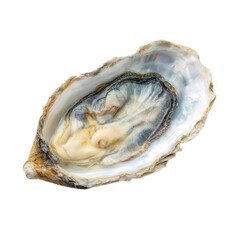 Large oyster shell is shown on a white background
