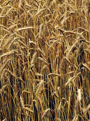 Natural background of golden wheat plants