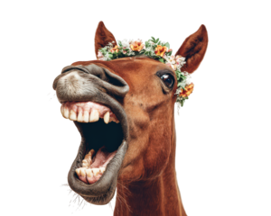 Horse head with buck teeth and flower crown, joyful expression, isolated on transparency background, close up, humorous animal portrait, floral accessory, brown fur