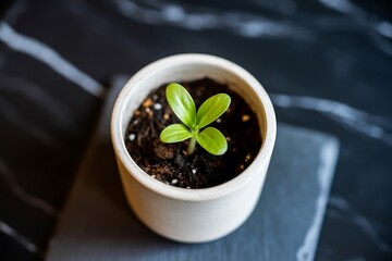 Delicate green seedling sprouts in a modern ceramic pot, symbolizing new growth and natural beginnings