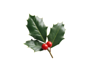 Minimalist Holly Leaf with Single Red Berry, Isolated on Transparent Background PNG