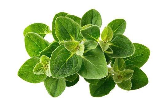Fresh oregano sprigs in close-up. Lush green leaves clustered together,  showing detailed leaf textures