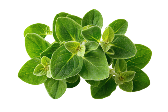 Fresh oregano sprigs in close-up. Lush green leaves clustered together,  showing detailed leaf textures