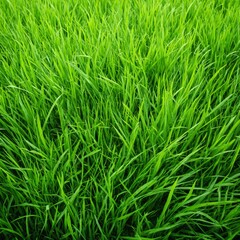 A detailed top view of vibrant, lush, green grass